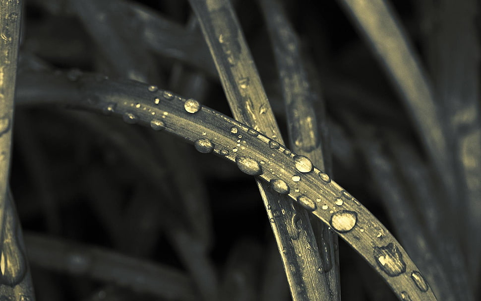 focus photo of leaf with dew HD wallpaper