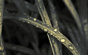 focus photo of leaf with dew