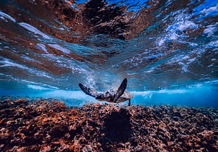 video of whale underwater HD wallpaper