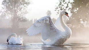 white swan, animals, swan, birds, sunlight