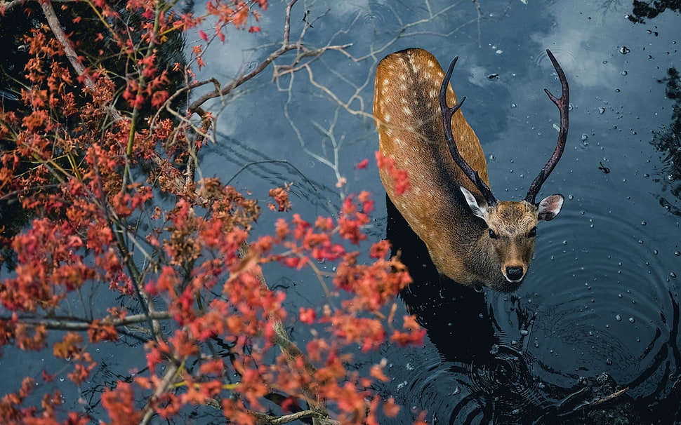 aerial photography of brown deer in body of water HD wallpaper