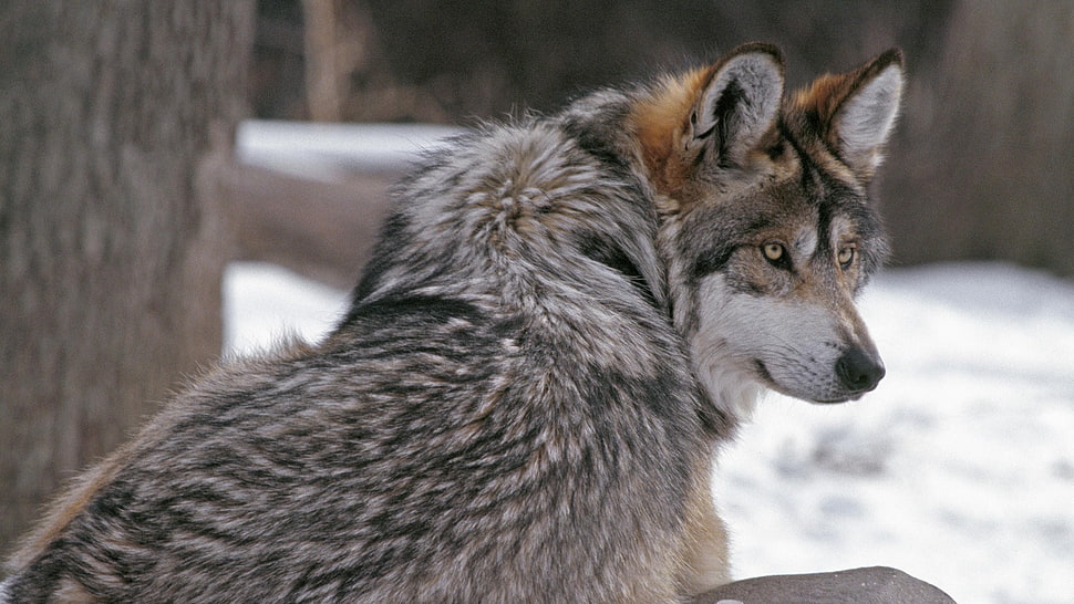 gray fox, wolf, fur, winter, animals HD wallpaper