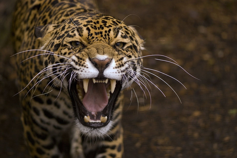photo of leopard HD wallpaper