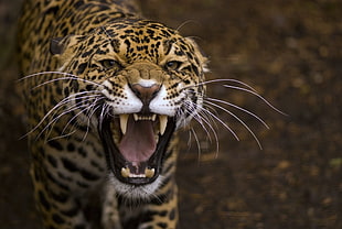 photo of leopard