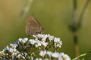 brown butterfly perched on white flower
