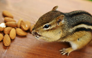 depth of field photography of brown squirrel munching almond nuts