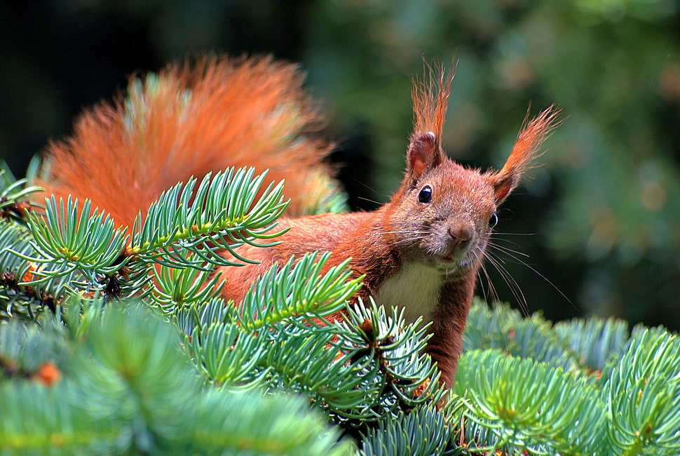 depth of field photography of squirrel on pine tree HD wallpaper