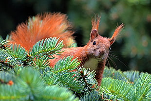 depth of field photography of squirrel on pine tree