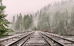 gray train rack near forest covered with fog