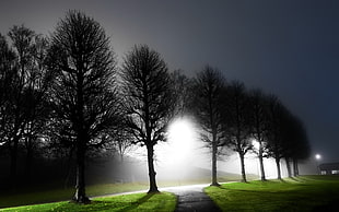 road between trees during night time