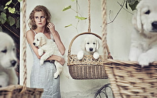 light Golden Retriever puppies on hanging wicker baskets and woman carrying puppy at daytime HD wallpaper