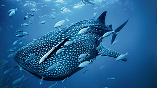 blue whale shark, whale shark, shark, animals, sea HD wallpaper