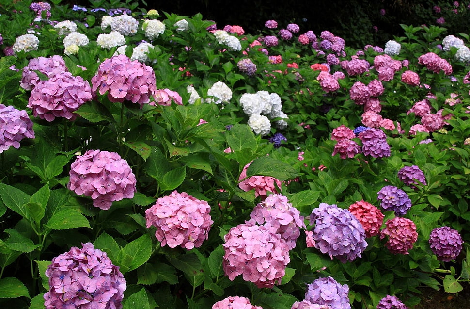 pink and purple petaled flowers HD wallpaper