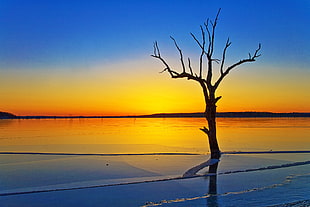 photography of leafless tree near body of water while golden hour