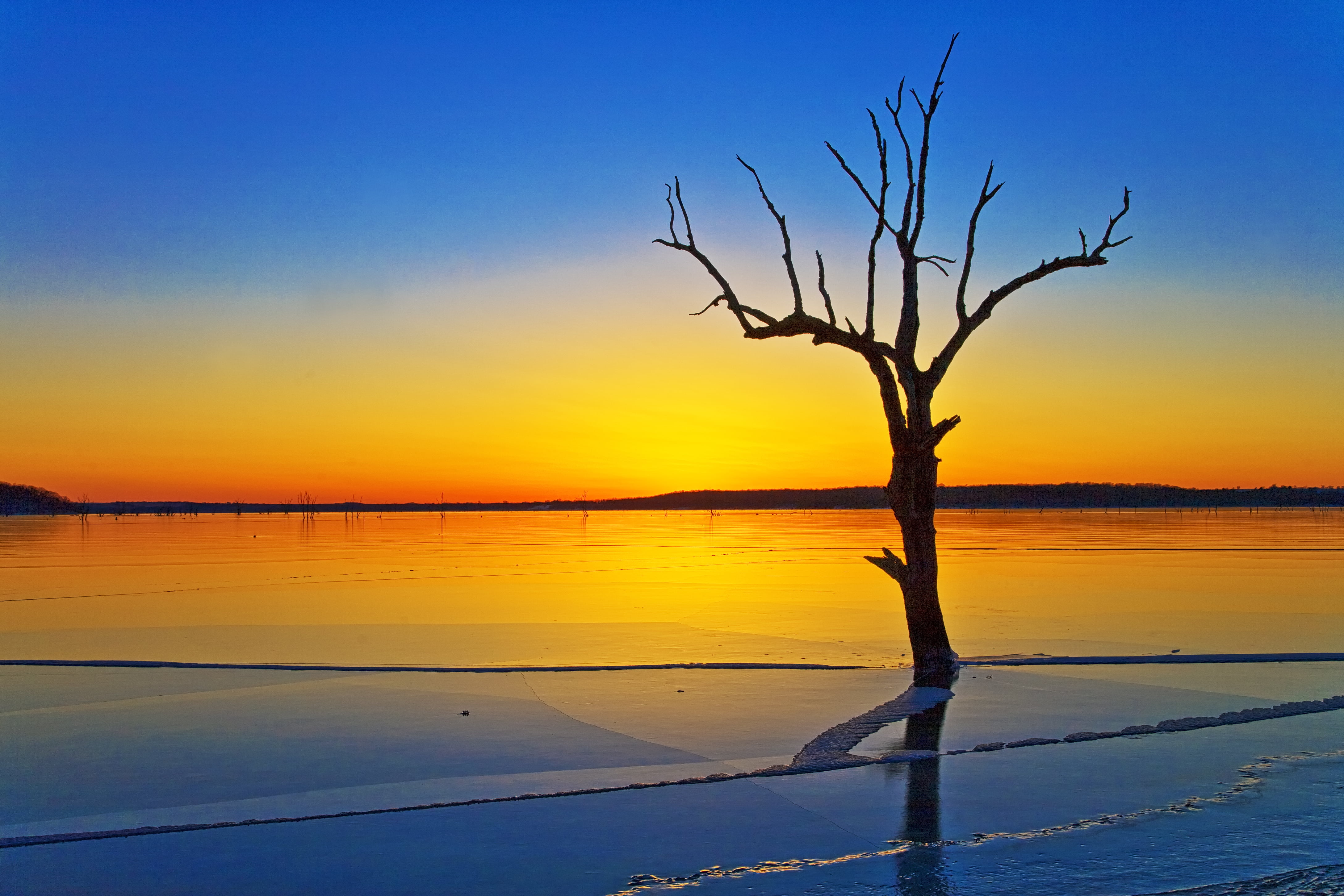 photography of leafless tree near body of water while golden hour