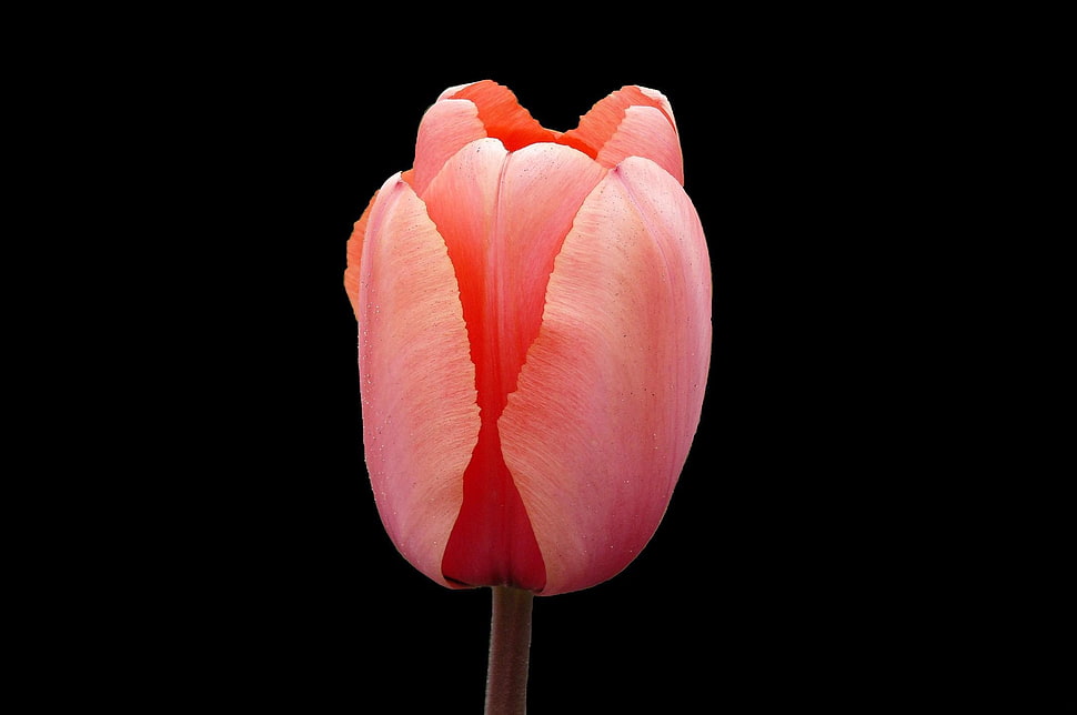 pink tulips photography HD wallpaper