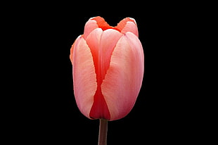 pink tulips photography