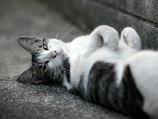 macro shot of silver tabby cat lying down HD wallpaper