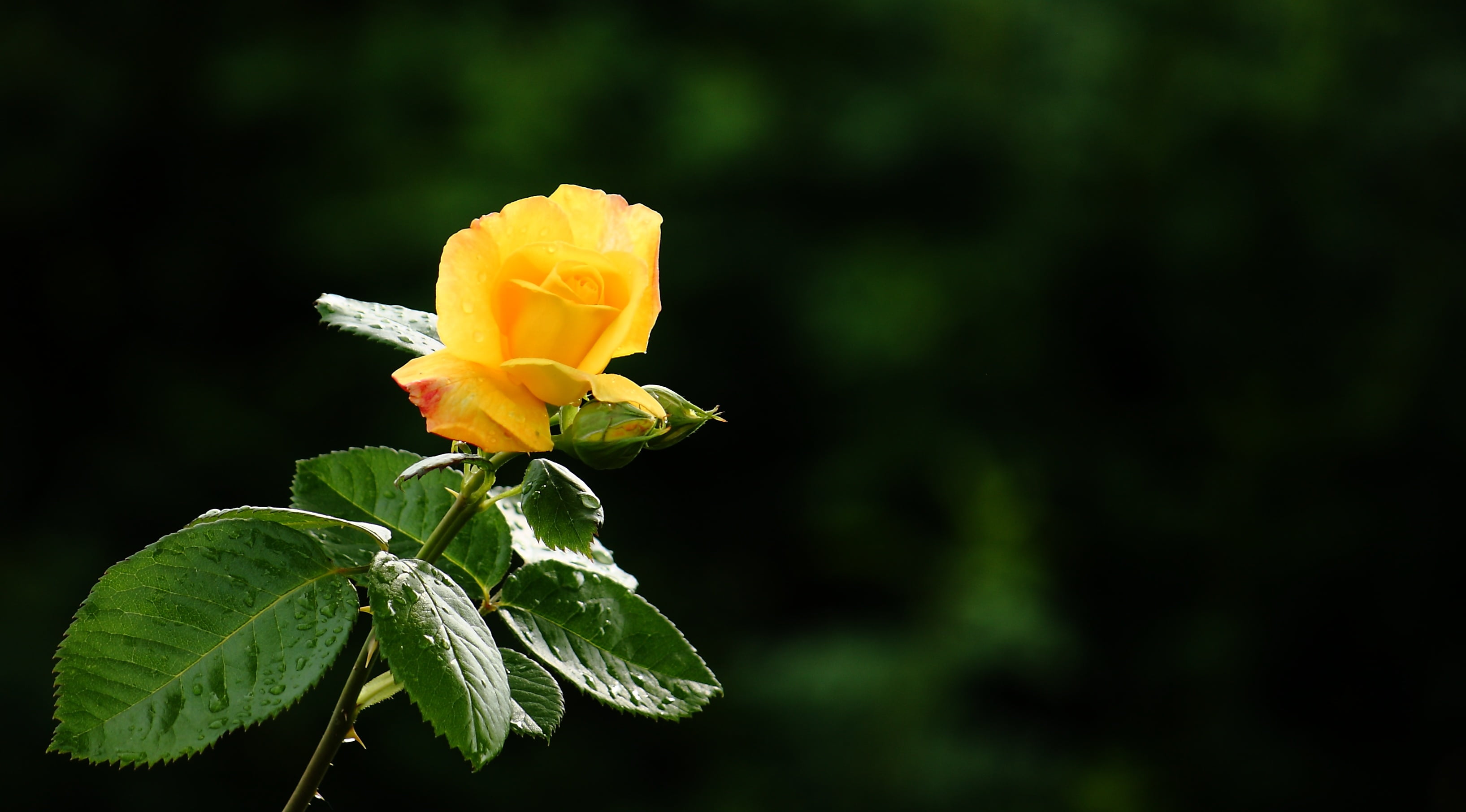 close up photo of yellow flower