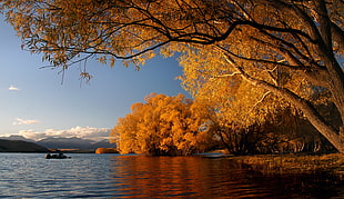 brown leaves trees near river, lake tekapo HD wallpaper