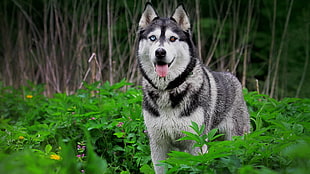 Syberian husky, Siberian Husky , dog, heterochromia, animals HD wallpaper