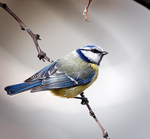 brown and yellow bird, blue tit