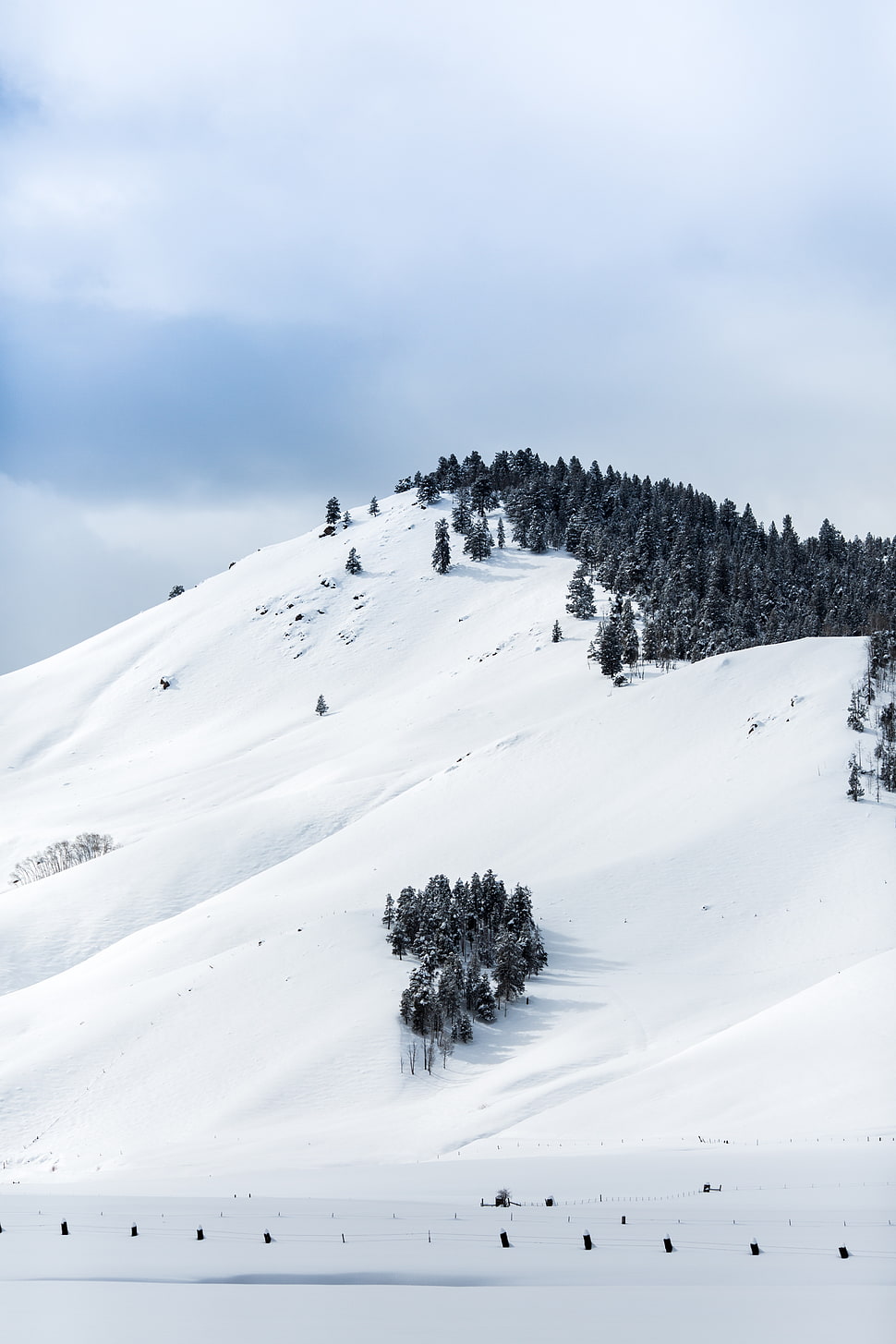 green trees with snow HD wallpaper