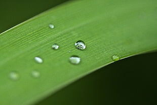 tilt shift lens photo of droplets on leaf