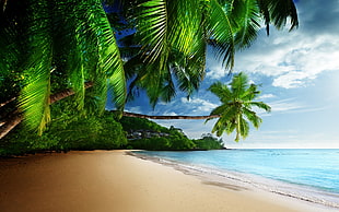 coconut trees near seashore HD wallpaper