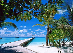 green coconut palm tree, nature, landscape, beach, summer HD wallpaper