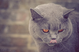 gray and white cat plush toy, blue, British shorthair, cat, animals HD wallpaper