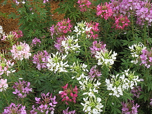 photo of pink and white petaled flowers