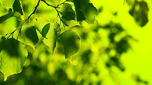 photography of green leaves HD wallpaper