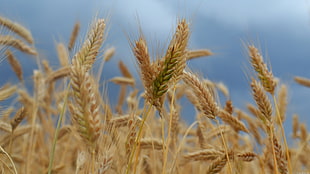 closeup photo of brown wheat