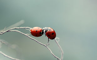 selective photo of two Ladybugs on branch