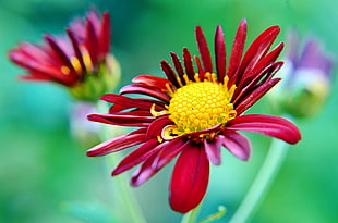 red Daisy flower in close up photography