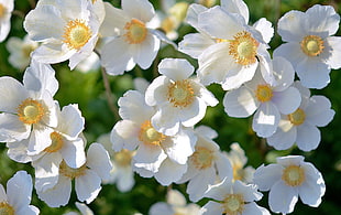 white and yellow Anemone flowers