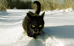 bombay cat on snow during daytime