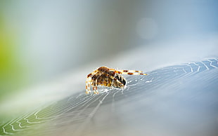 close-up photography of brown and black spider