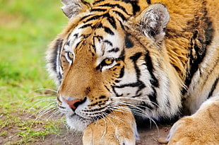 Bengal Tiger