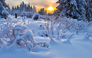 snow covered ground during sunset HD wallpaper