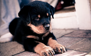mahogany Rottweiler puppy close-up photo