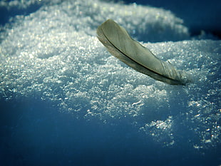 white feather on snow