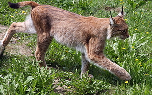 Lynx cat HD wallpaper