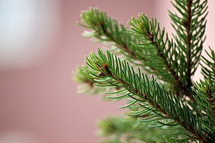 selective focus photography of pine tree