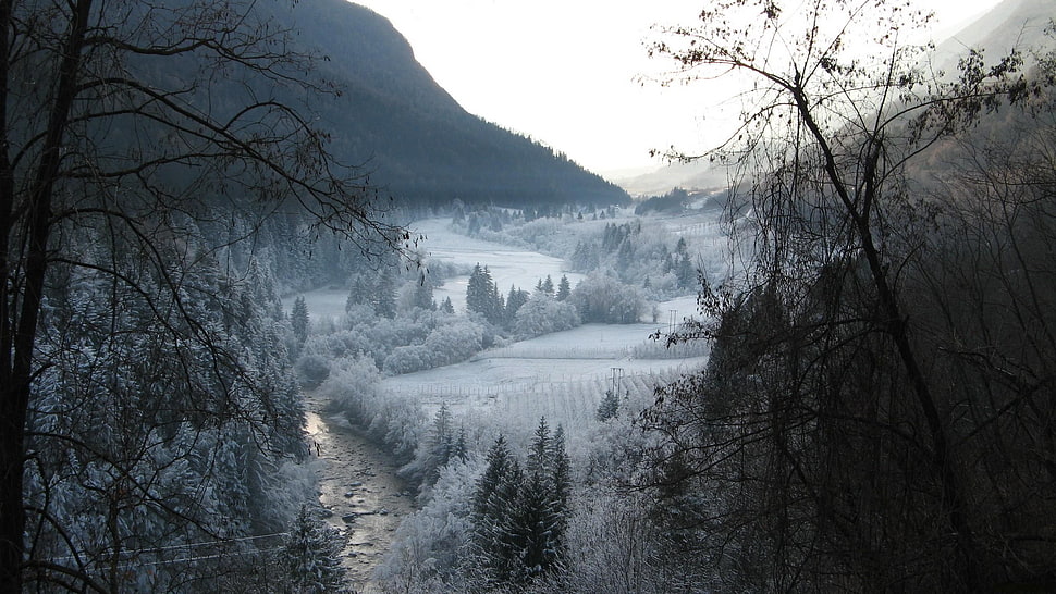gray trees, winter, nature, snow, landscape HD wallpaper