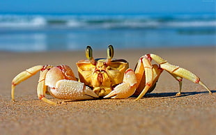 brown and red crab