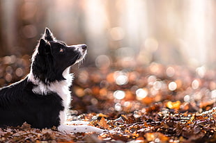 medium-coated black and white dog, dog, animals, depth of field, nature