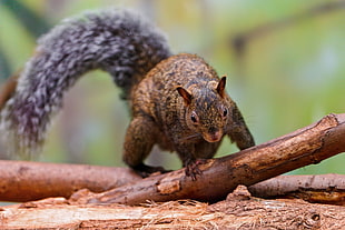 photo of brown and gray squirrel