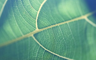 green ovate leaf, green, leaves HD wallpaper